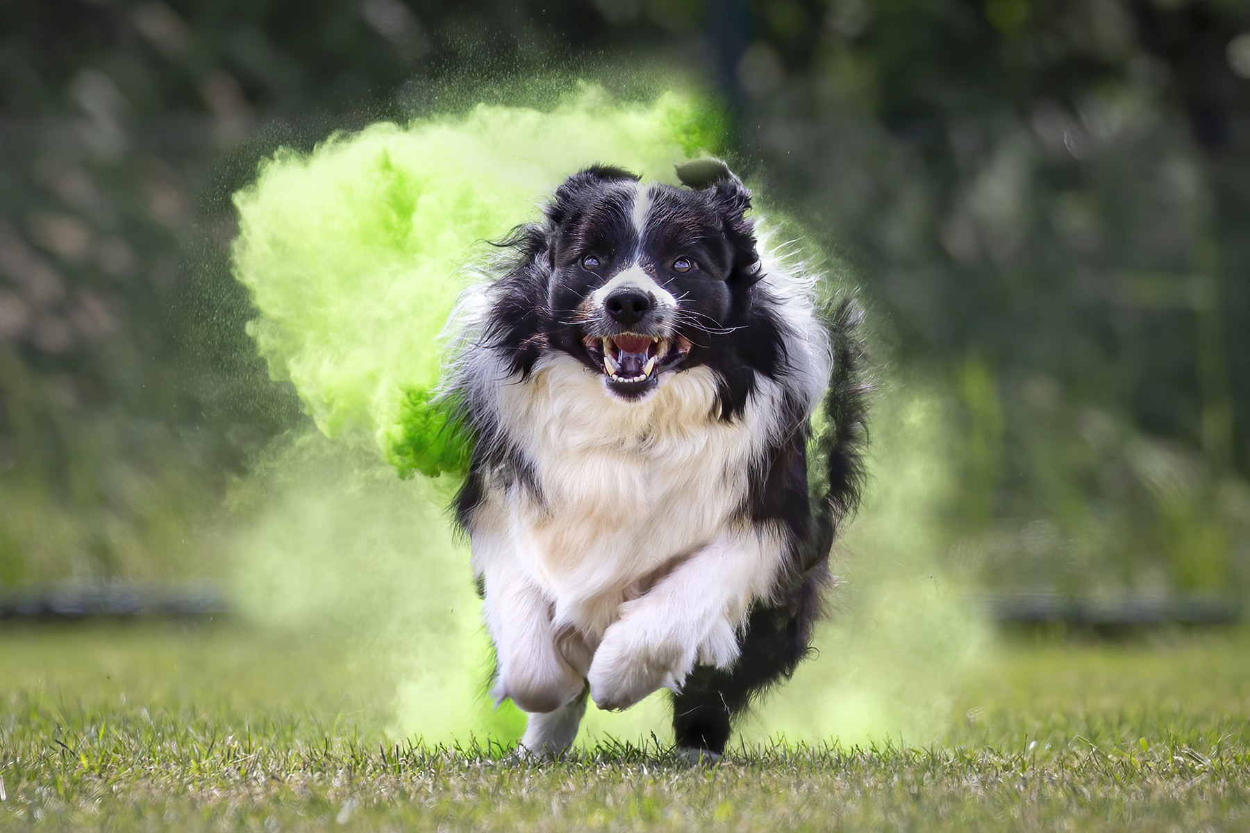 Portret van een rennende hond met gekleurd groen poeder. Creatieve hondenfotografie vanuit Limburg door Huub Keulers en Lorette Janssen, Elsloo.